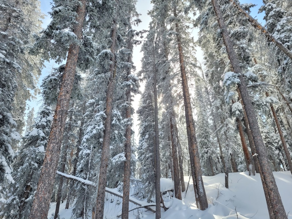 cross country and Nordic ski trails silent sports